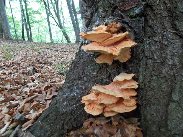 sírovec obyčajný Laetiporus sulphureus (Bull.) Murrill