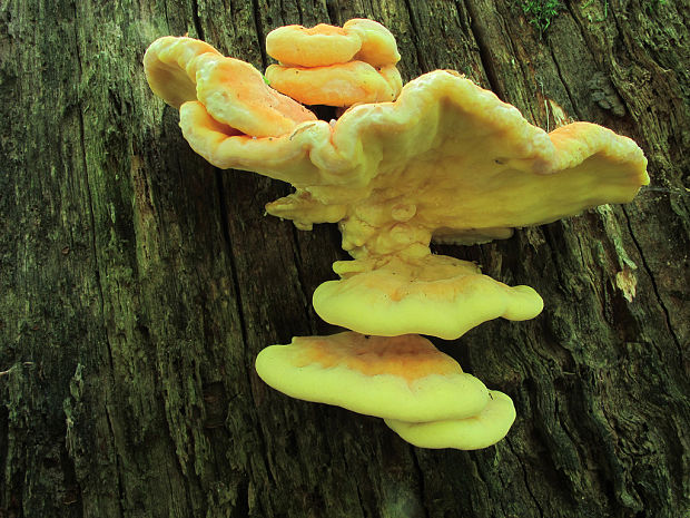 sírovec obyčajný Laetiporus sulphureus (Bull.) Murrill