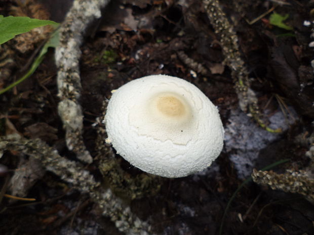 bedlička Lepiota sp.