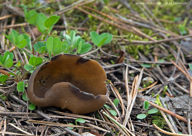 čiaška Peziza sp.