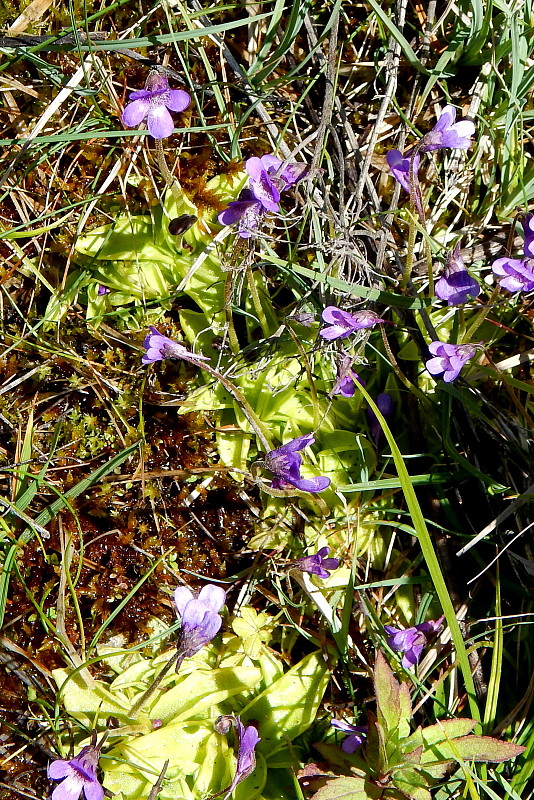 tučnica obyčajná Pinguicula vulgaris L.