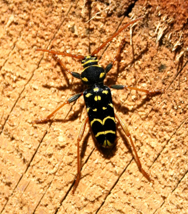 tesařík dubový Plagionotus arcuatus