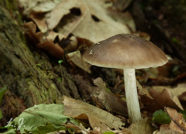 štítovka jelenia Pluteus cervinus (Schaeff.) P. Kumm.