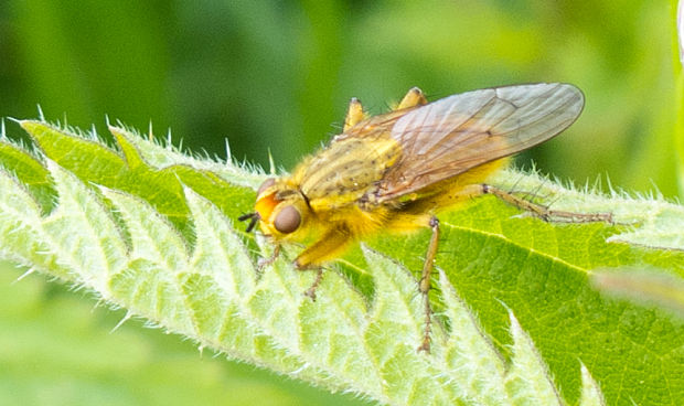 lajniarka Scatophaga sp.