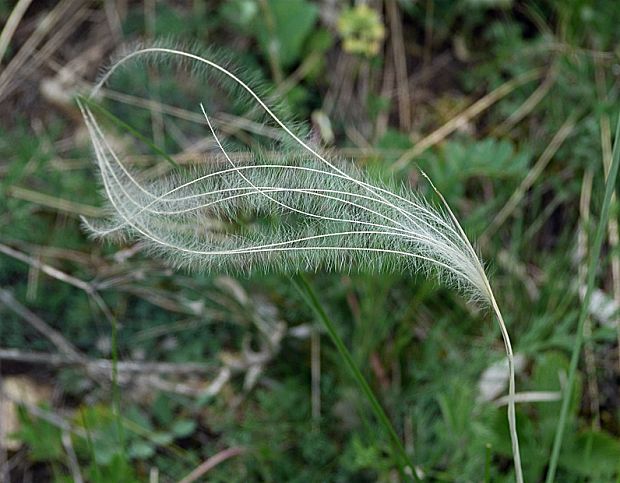 kavyľ ivanov Stipa joannis Čelak.