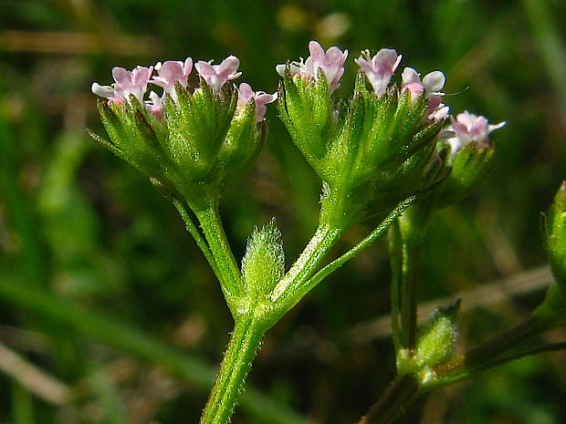 valeriánka zúbkatá chlpatoplodá Valerianella dentata subsp. eriosperma (Wallr.) Holub