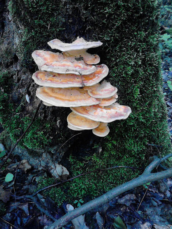 sírovec obyčajný Laetiporus sulphureus (Bull.) Murrill sírovec žlutooranžový