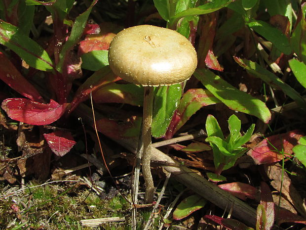 poľnička polguľovitá Agrocybe pediades (Fr.) Fayod