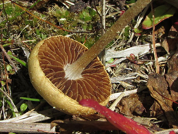 poľnička polguľovitá Agrocybe pediades (Fr.) Fayod