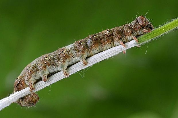 mora hlohová Allophyes oxyacanthae