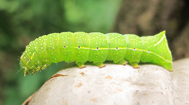 blyšťavka orechová Amphipyra pyramidea