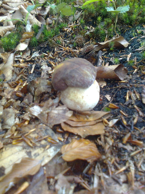 hríb sosnový Boletus pinophilus Pil. et Dermek in Pil.