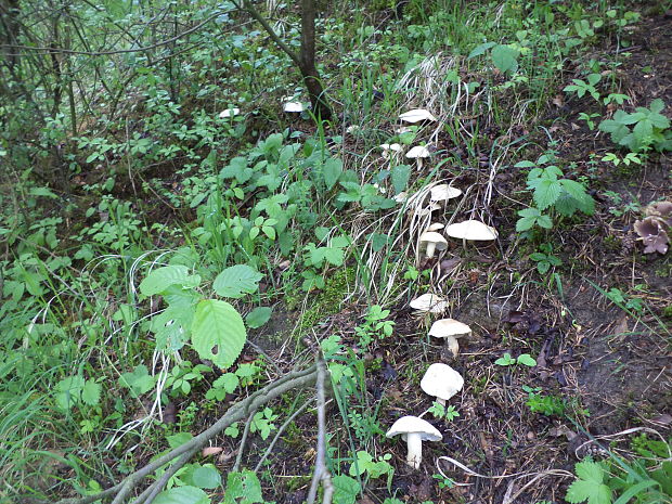 čírovnica májová Calocybe gambosa (Fr.) Donk