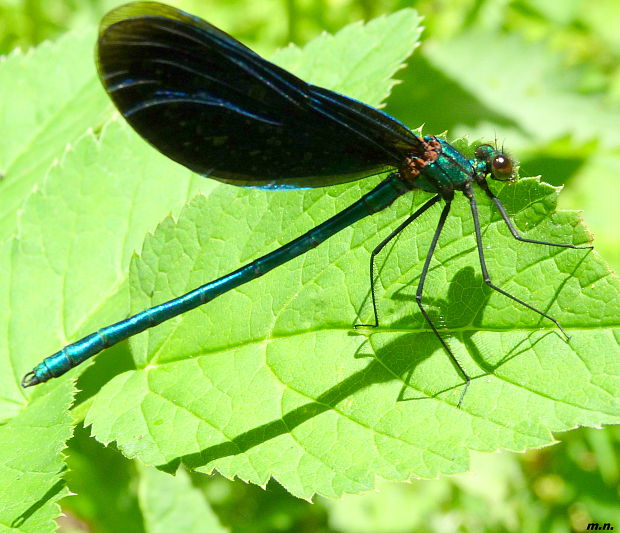 hadovka obyčajná Calopteryx virgo