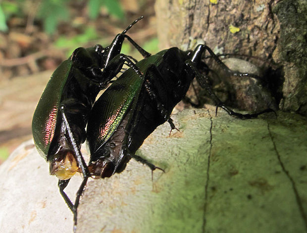 húseničiar hnedý Calosoma inquisitor