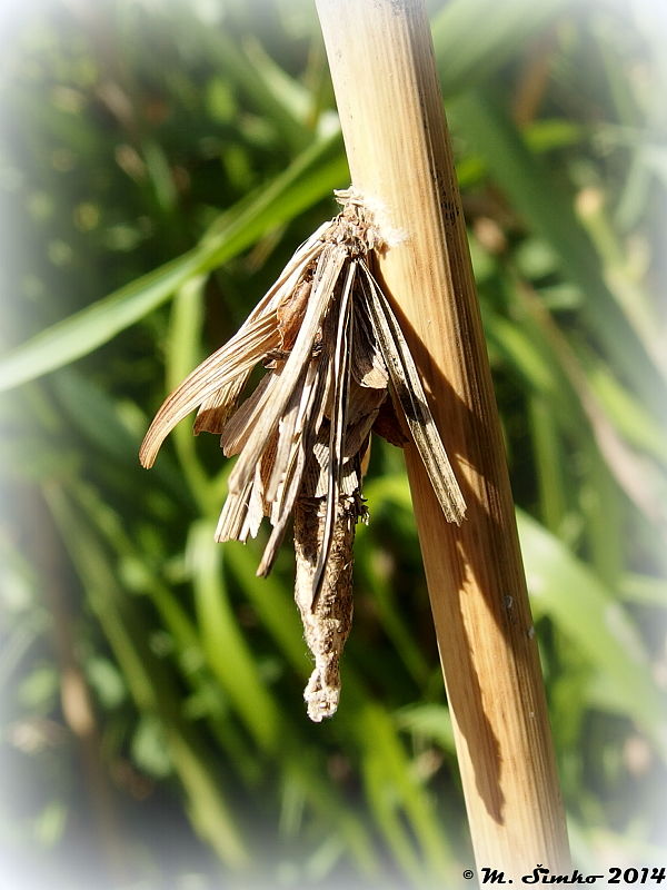 vreckovec trávový Canephora hirsuta