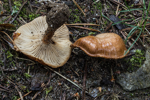 strmuľka Clitocybe sp.