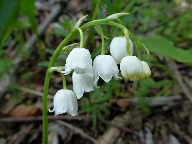 konvalinka voňavá Convallaria majalis L.