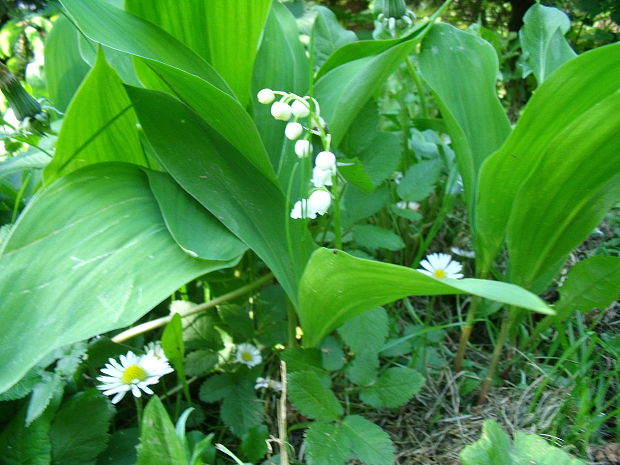 konvalinka voňavá Convallaria majalis L.