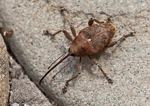 nosánik žaluďový Curculio glandium