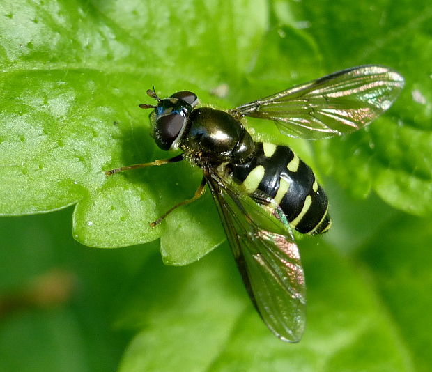 pestrica ♀ Dasysyrphus venustus Meigen, 1822