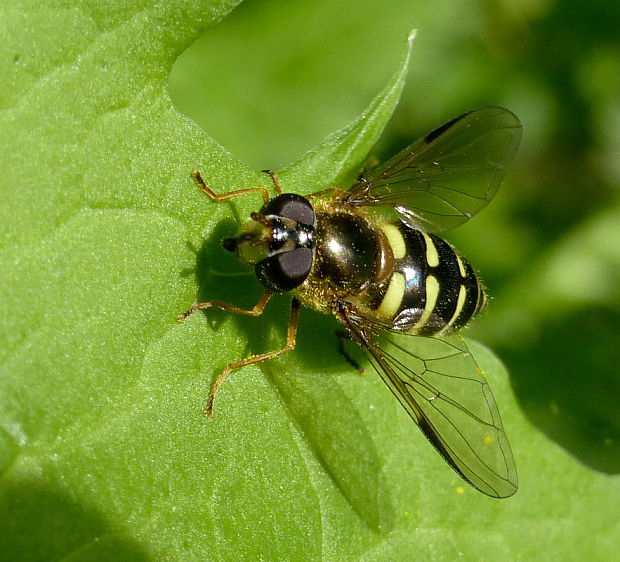 pestrica ♀ Dasysyrphus venustus Meigen, 1822