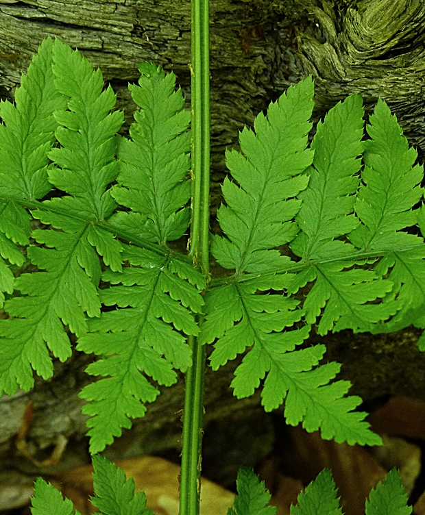 papraď ostnatá Dryopteris carthusiana