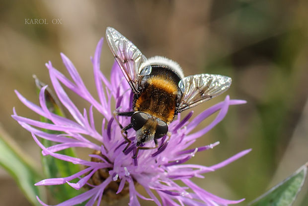 pestrica ♀ Eristalis intricaria