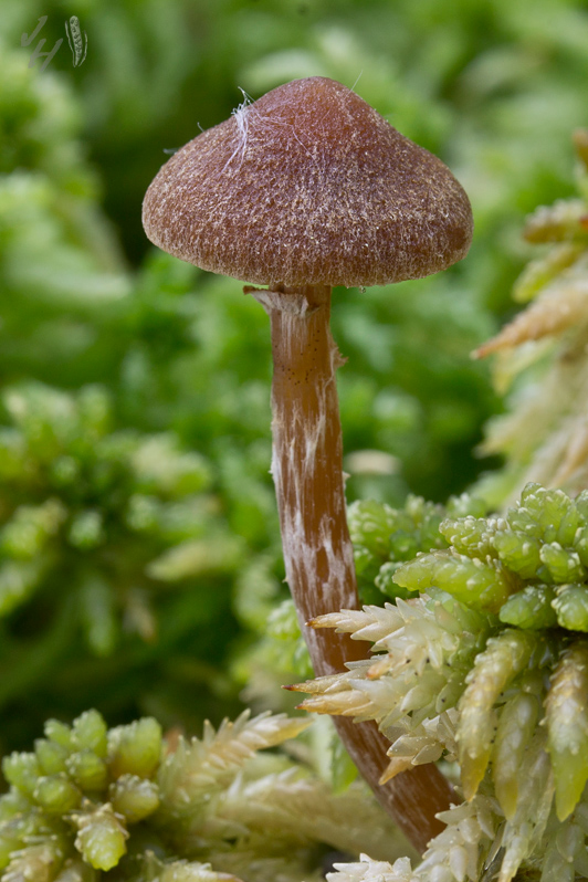 kapucňovka močiarna Galerina paludosa (Fr.) Kühner