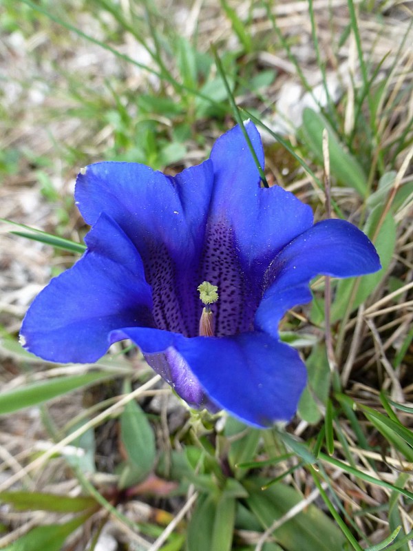 horec clusiov Gentiana clusii Perr. et Songeon