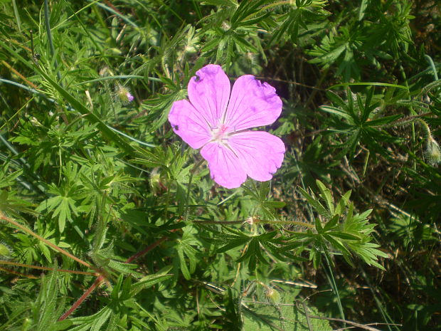 pakost krvavý Geranium sanguineum L.