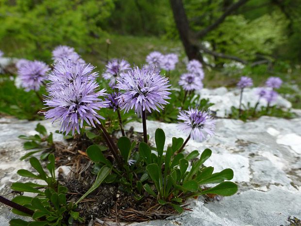 guľôčka srdcovitolistá Globularia cordifolia L.