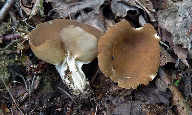 chriapač kalíškovitý Helvella acetabulum (L.) Quél.