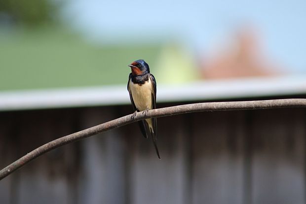 lastovička obyčajná Hirundo rustica