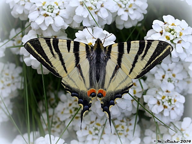 vidlochvost ovocný Iphiclides podalirius