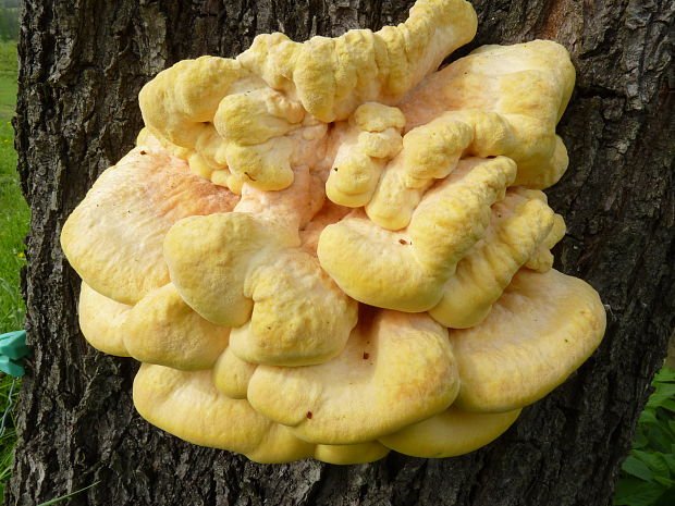 sírovec obyčajný Laetiporus sulphureus (Bull.) Murrill