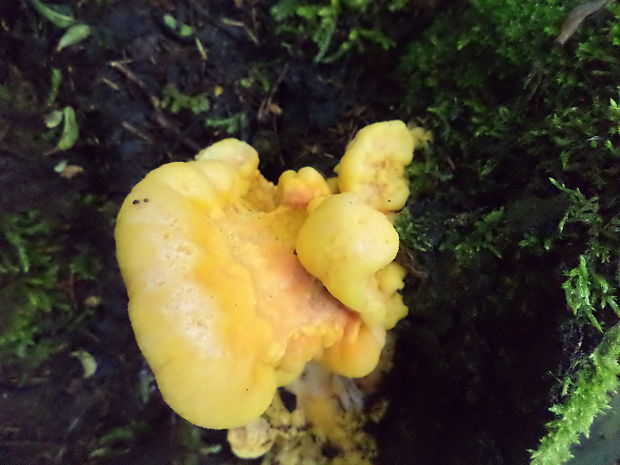 sírovec obyčajný Laetiporus sulphureus (Bull.) Murrill