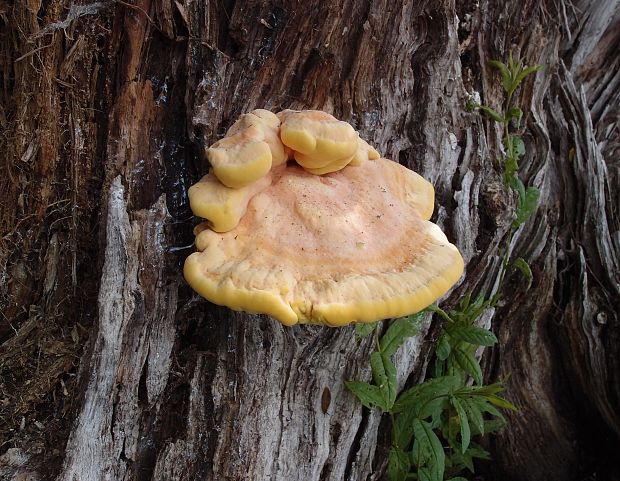 sírovec obyčajný Laetiporus sulphureus (Bull.) Murrill