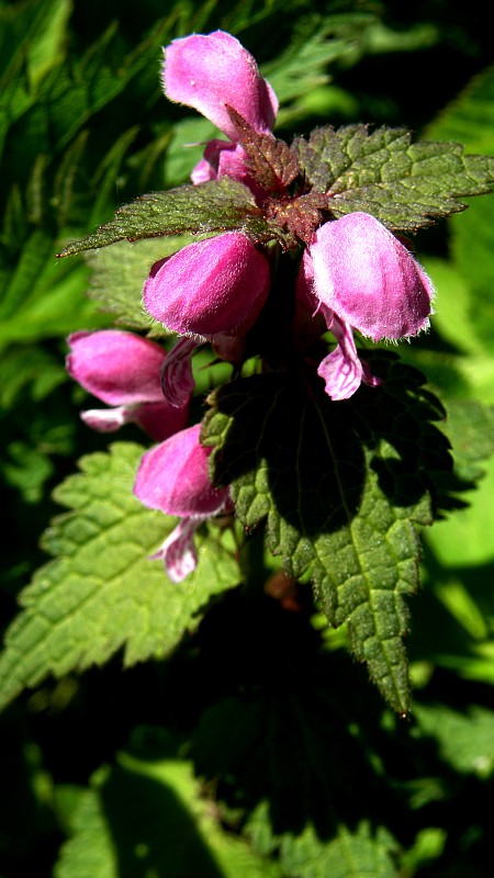 hluchavka purpurová Lamium purpureum L.