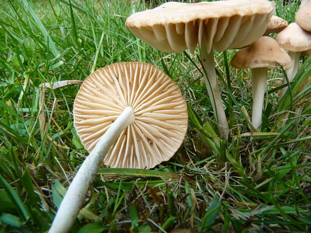 tanečnica poľná Marasmius oreades (Bolton) Fr.