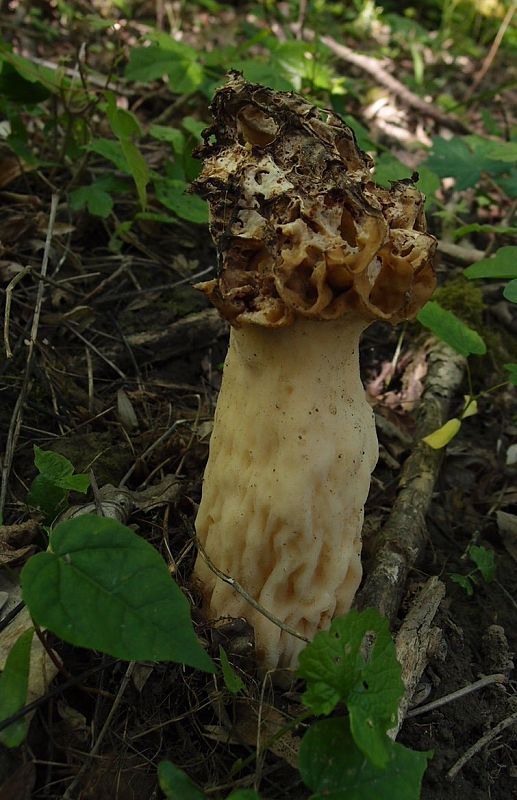 smrčok hrubohlúbikový Morchella crassipes (Vent.) Pers.