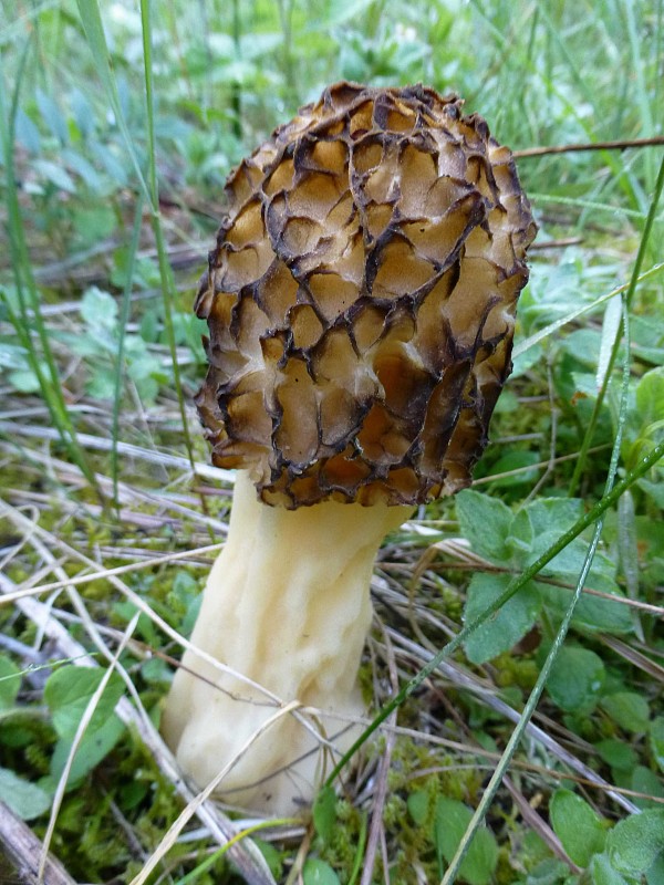 smrčok Morchella sp.