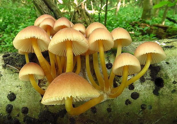 prilbička žltohlúbiková Mycena renati Quél.