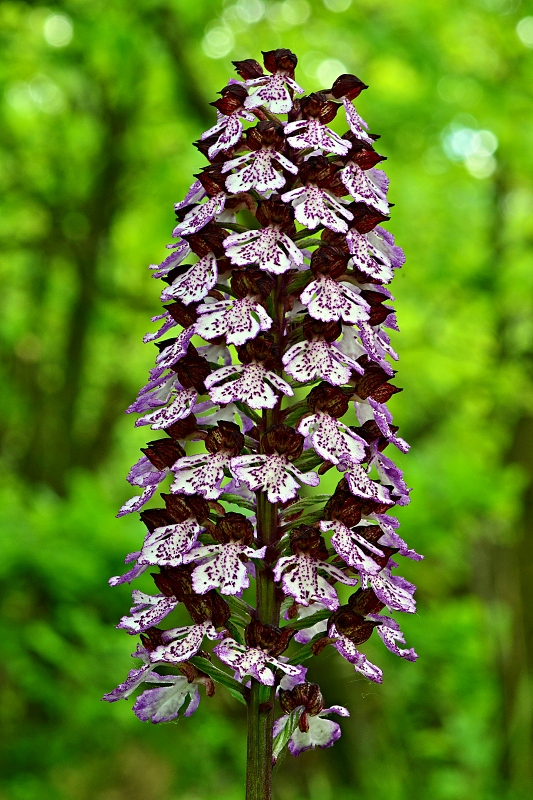 vstavač purpurový Orchis purpurea Huds.