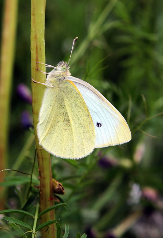 mlynárik repový Pieris rapae Linnaeus, 1758