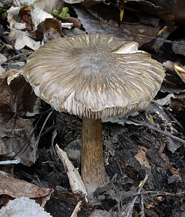 štítovka Pluteus sp.