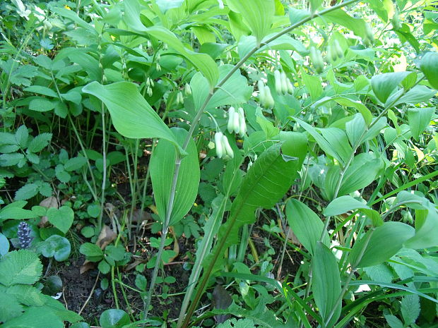 kokorík mnohokvetý Polygonatum multiflorum (L.) All.