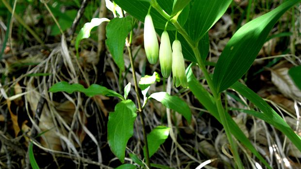 kokorík voňavý Polygonatum odoratum (Mill.) Druce