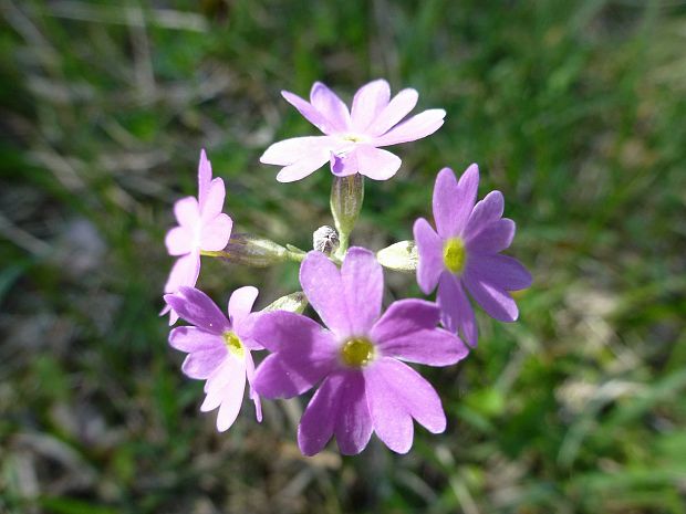 prvosienka pomúčená Primula farinosa L.