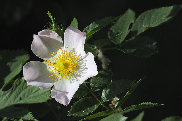 ruža šípová Rosa canina L.